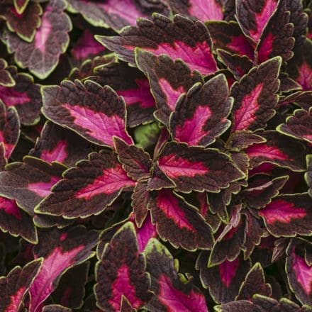 Colorblaze Rediculous Coleus - Pahl's Market - Apple Valley, MN