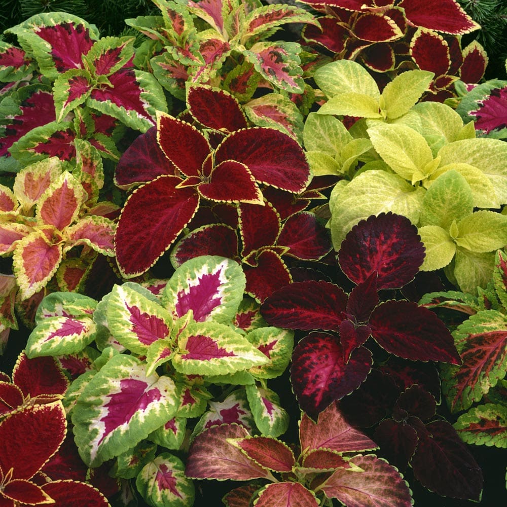 Rainbow Mix Coleus - Pahl's Market - Apple Valley, MN