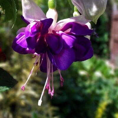 Giant Deep Purple Trailing Fuchsia - Pahl's Market - Apple Valley, MN