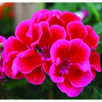 Calliope Crimson Flame Geranium - Pahl's Market - Apple Valley, MN