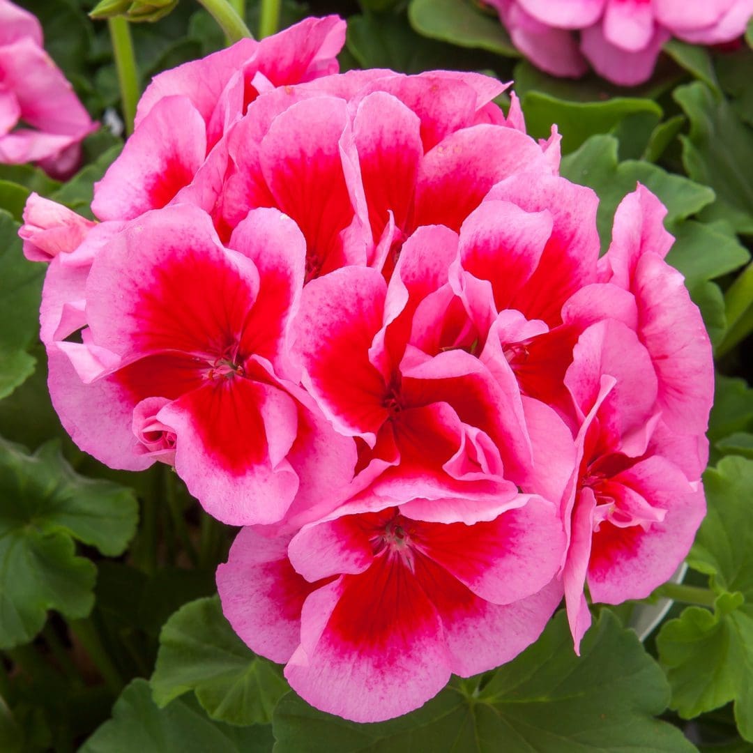 Geranium - Exotic - Shop Pahl's Online