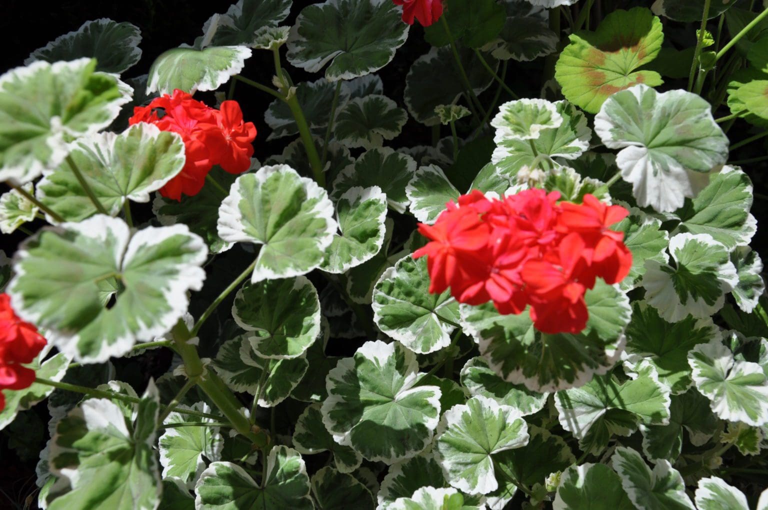 Wilhelm Langguth Geranium Pahls Market Apple Valley Mn 6745