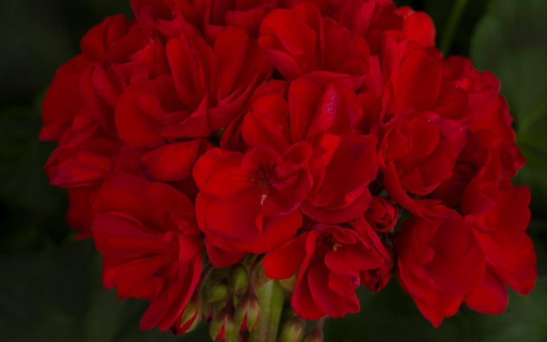 Geranium Zonal Tango Dark Red w/spike (Sun)