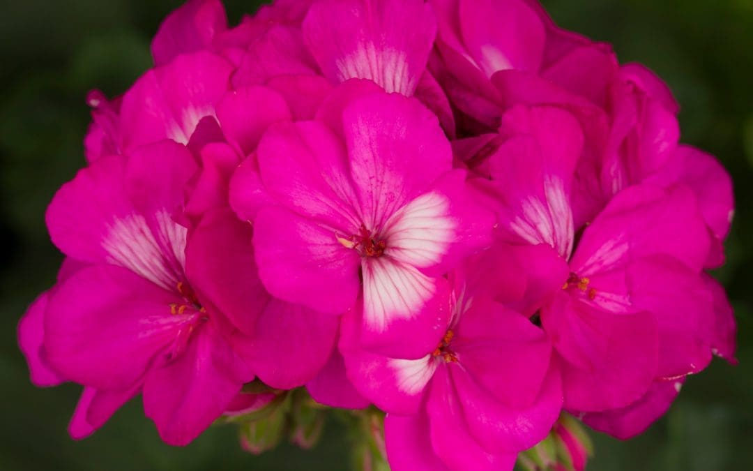 Geranium Zonal Tango Hot Pink w/spike (Sun)