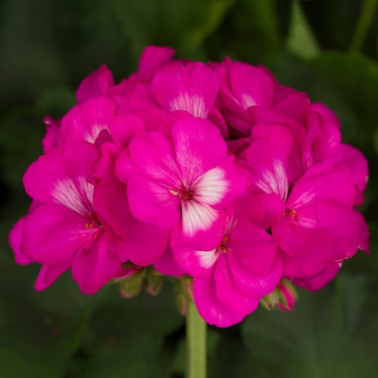 Vancouver Centennial Geranium - Pahl's Market - Apple Valley, MN