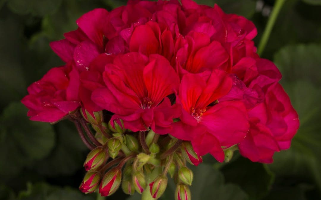 Geranium Zonal Tango Neon Purple w/spike (Sun)