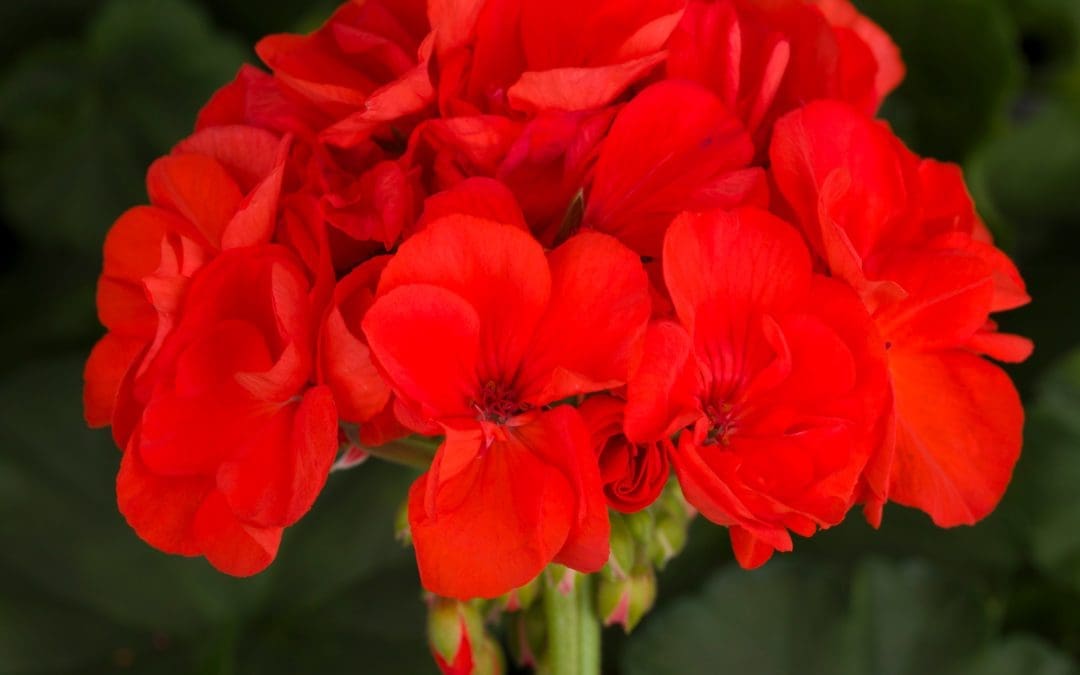 Geranium Zonal Tango Orange w/spike (Sun)