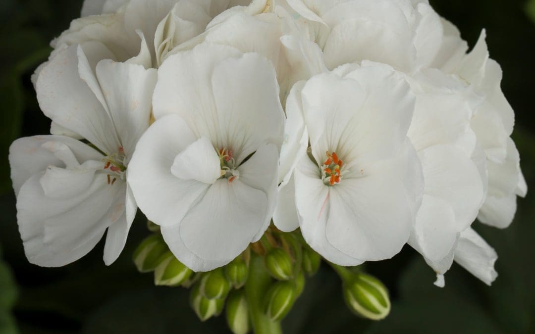 Geranium Zonal Tango White Zonal w/spike (Sun)