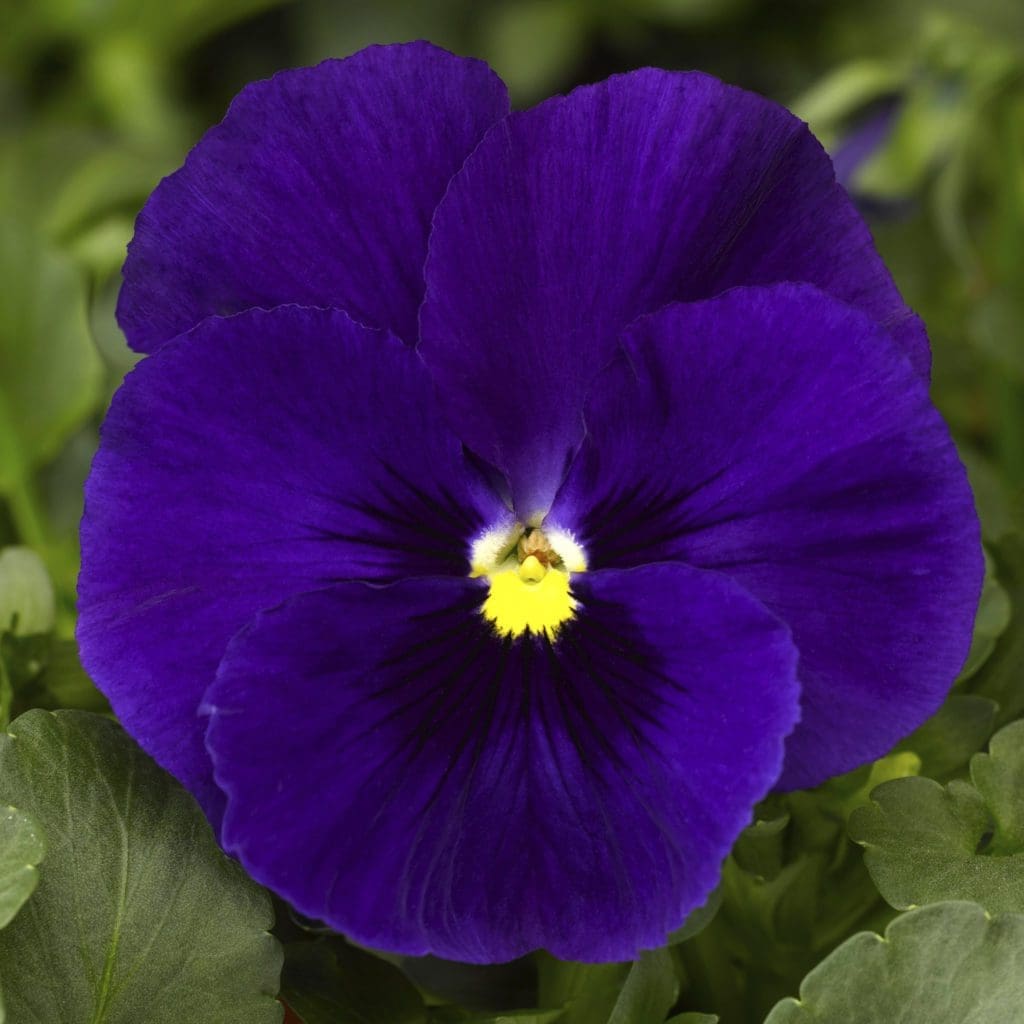 Delta Premium Deep Blue Pansy - Pahl's Market - Apple Valley, MN