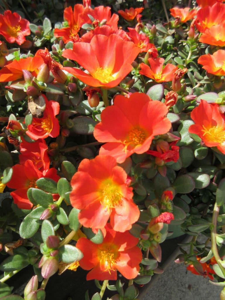 Mega Pazzaz Orange Portulaca - Pahl's Market - Apple Valley, MN