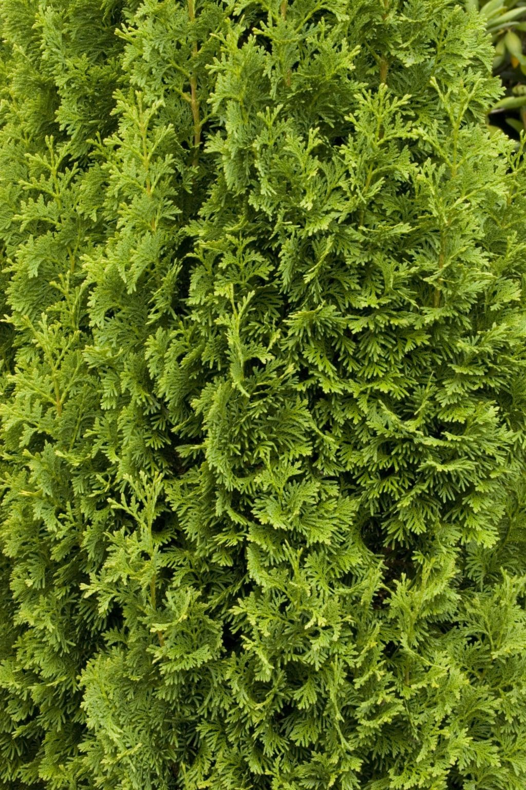 Degroot's Spire Arborvitae - Pahl's Market - Apple Valley, MN