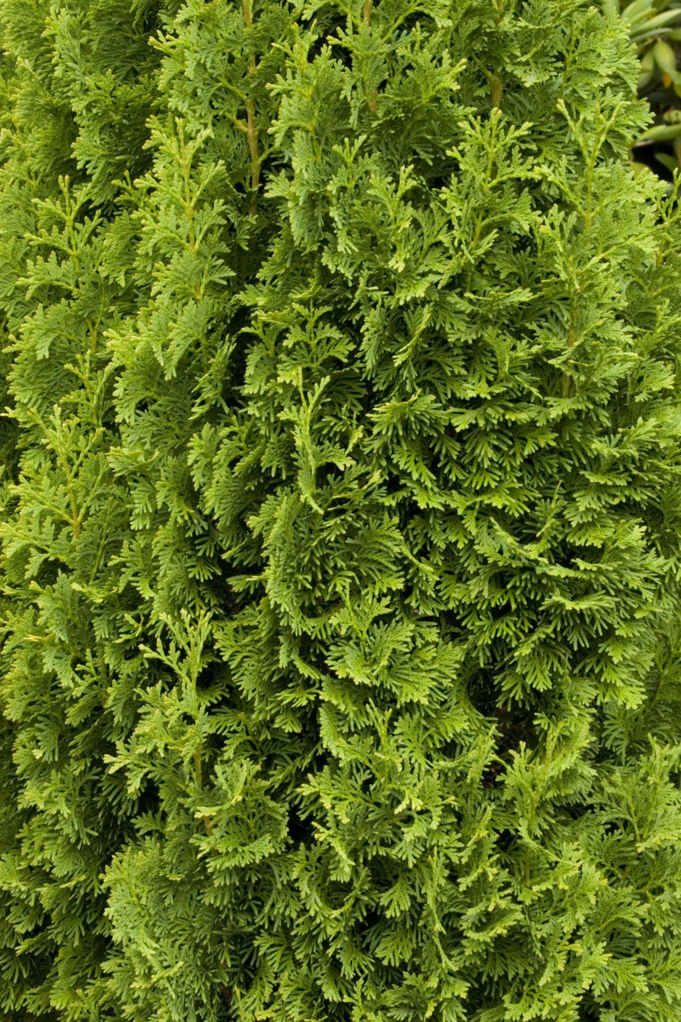 Degroot's Spire Arborvitae - Pahl's Market - Apple Valley, Mn