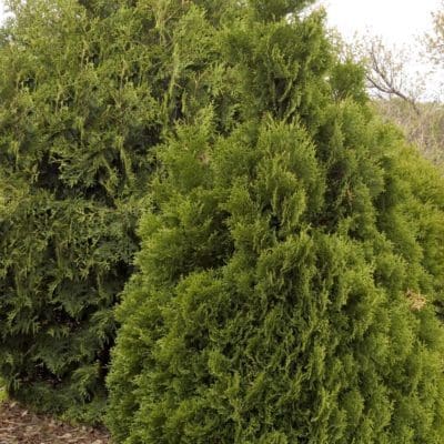 Thin Man Arborvitae - Pahl's Market - Apple Valley, MN