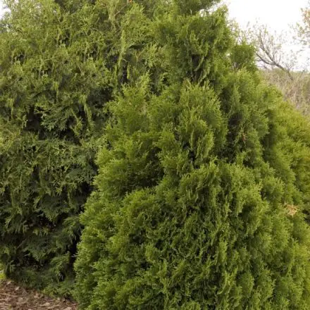 Primo Arborvitae - Pahl's Market - Apple Valley, MN