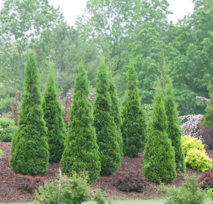 North Pole Arborvitae - Pahl's Market - Apple Valley, MN