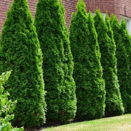 Thin Man Arborvitae - Pahl's Market - Apple Valley, MN