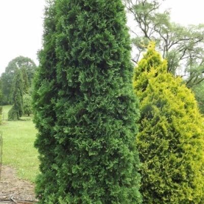 Rushmore Arborvitae - Pahl's Market - Apple Valley, MN