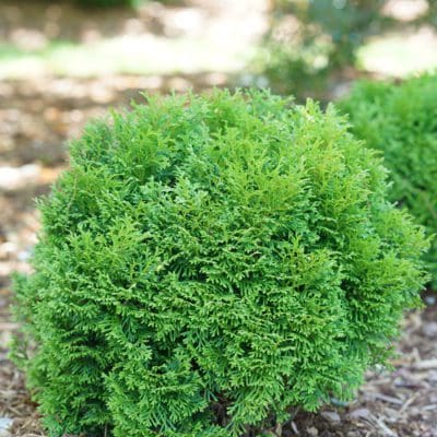 Tater Tot Arborvitae - Pahl's Market - Apple Valley, MN