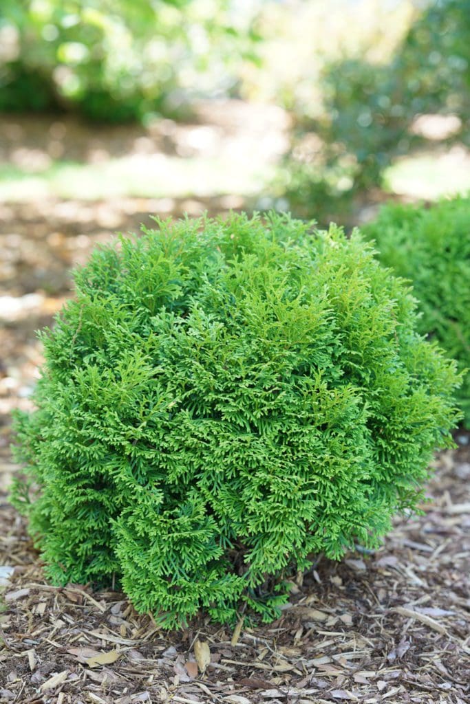 Tater Tot Arborvitae - Pahl's Market - Apple Valley, MN