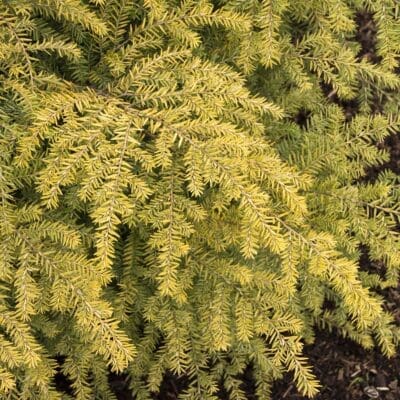 Golden Duke Eastern Hemlock For Sale Near Me - The Country Gentleman, Volumes 11-12