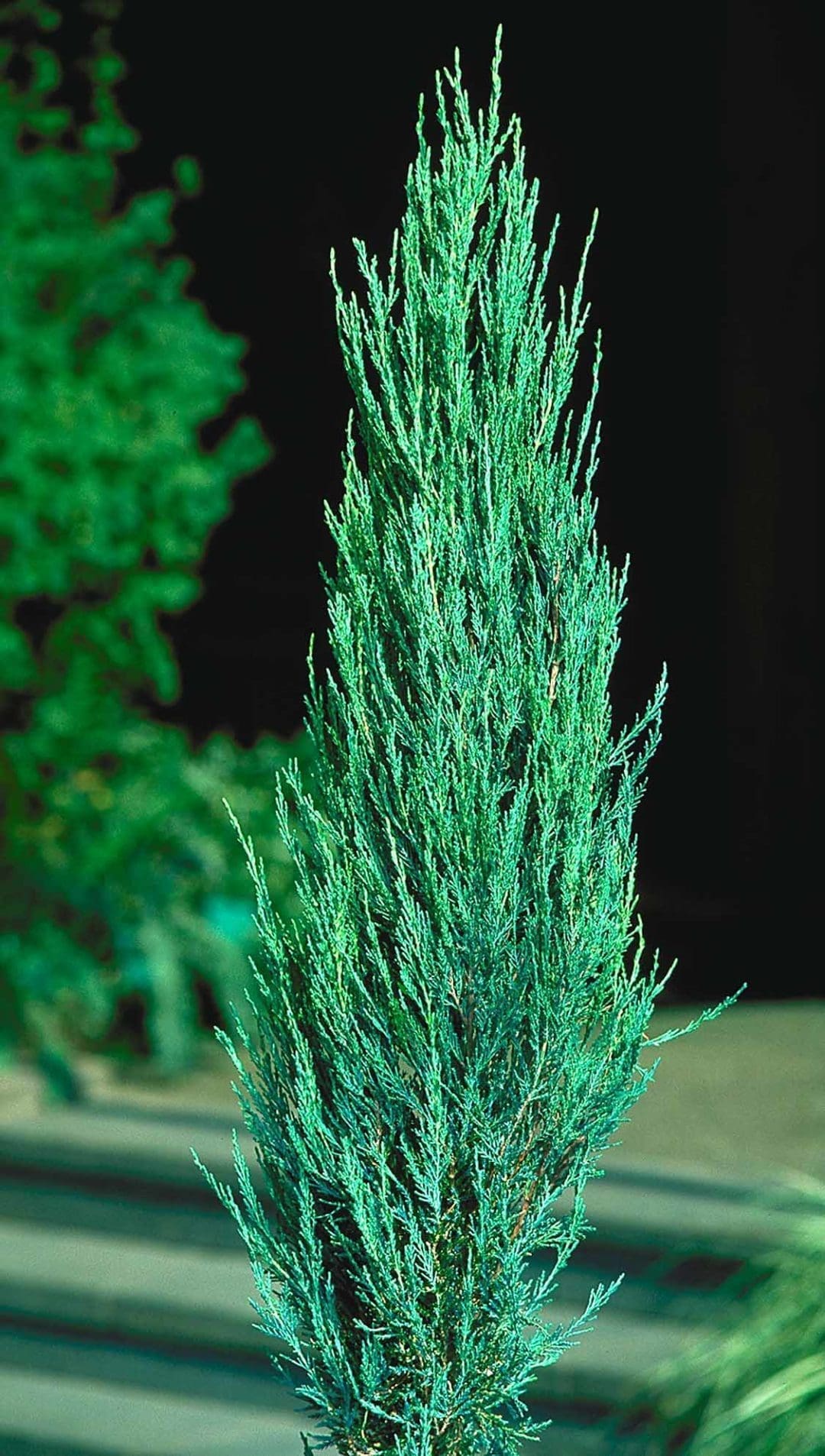 Exceptional Root Growth Of Blue Arrow Juniper: Unraveling The Secret To Its Robustness