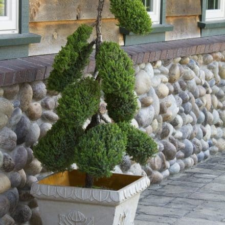 Juniper - Topiary - Shop Pahl's Online