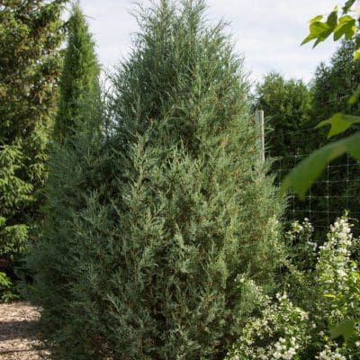 Trautman Juniper - Pahl's Market - Apple Valley, MN