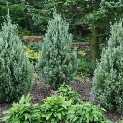 Wichita Blue Juniper - Pahl's Market - Apple Valley, MN