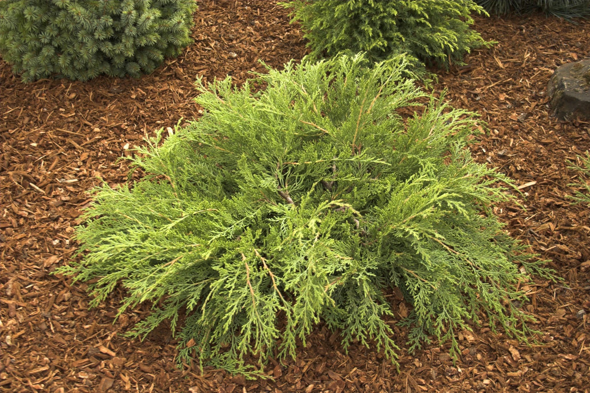 Russian Cypress - Pahl's Market - Apple Valley, MN