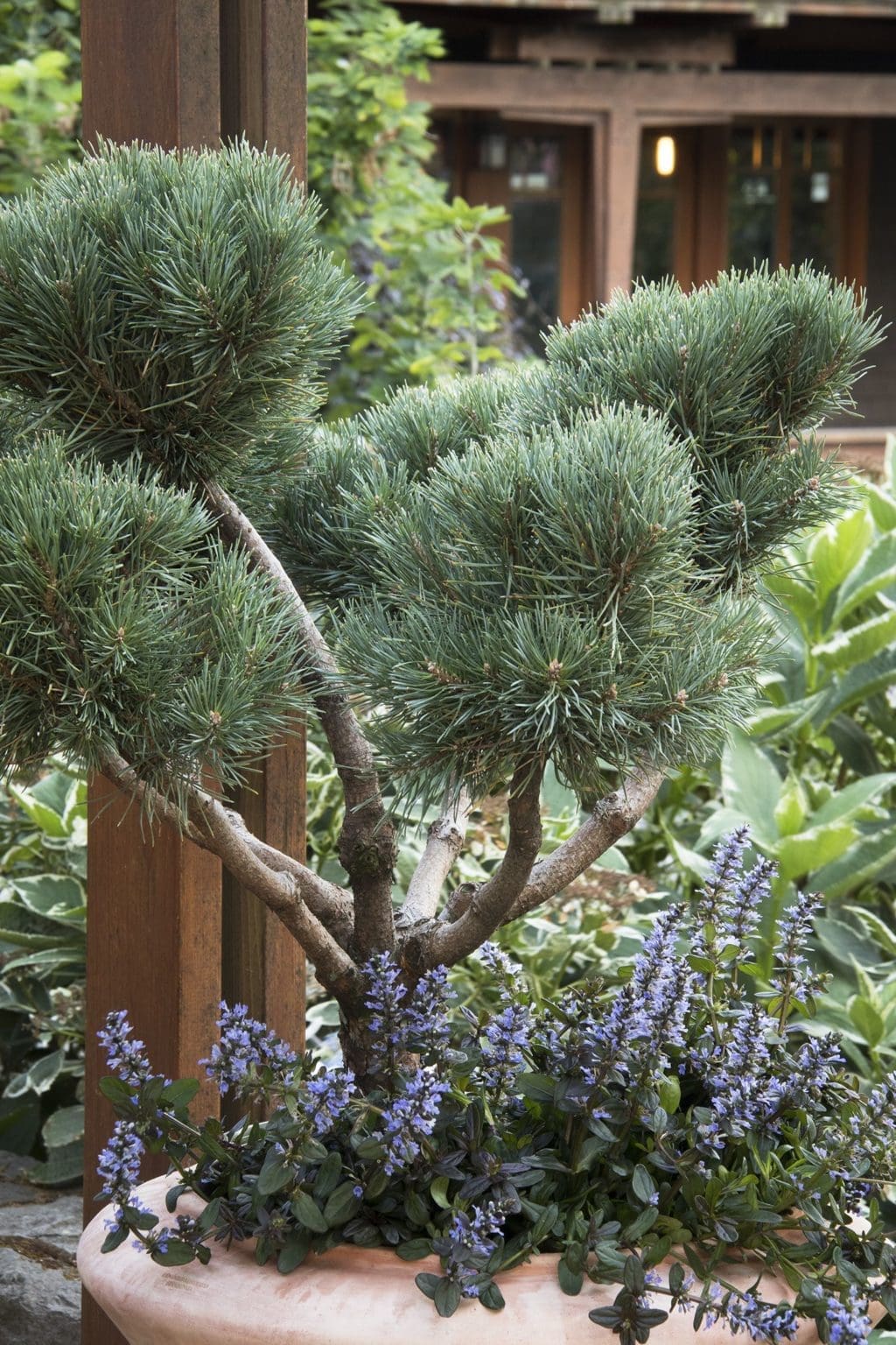 Dwarf Scotch Pine - Pahls Market - Apple Valley, MN