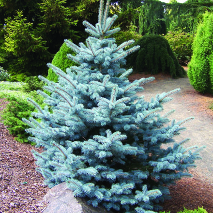 Baby Blue Colorado Spruce - Pahl's Market - Apple Valley, MN