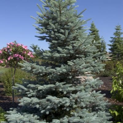 Avatar Colorado Blue Spruce - Pahl's Market - Apple Valley, MN