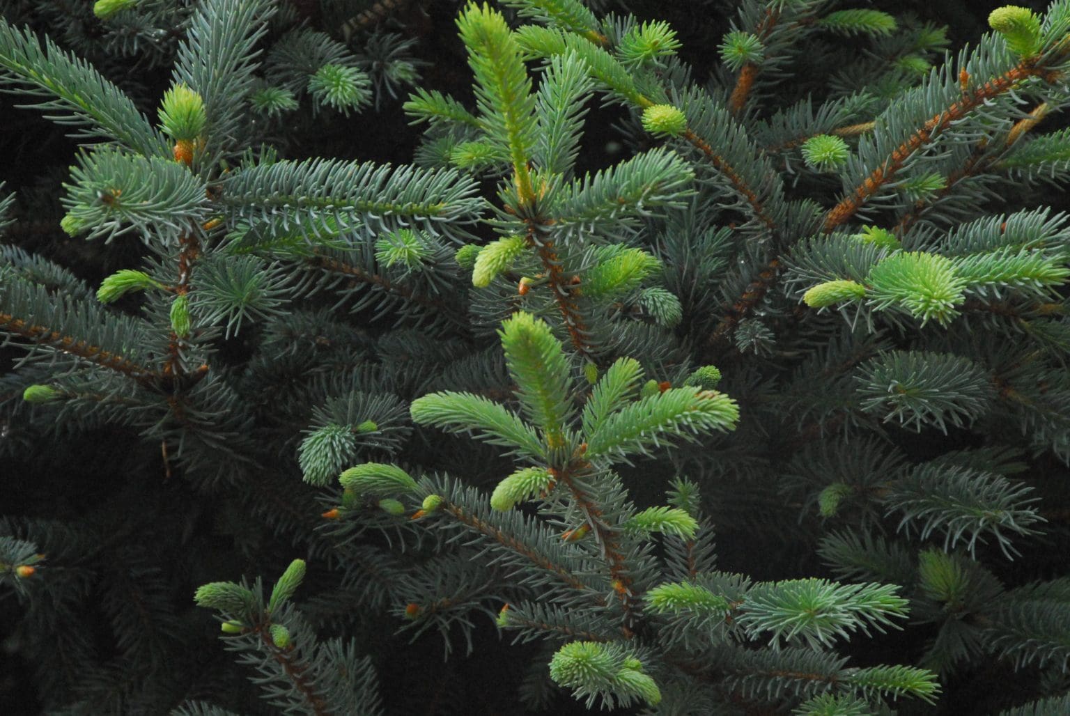 Fat Albert Blue Spruce - Pahl's Market - Apple Valley, MN