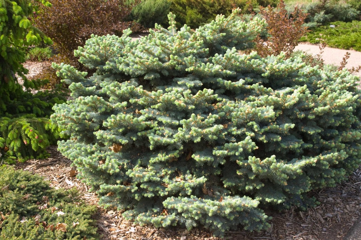 Globe Blue Spruce - Pahl's Market - Apple Valley, MN