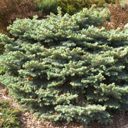 Pusch Dwarf Norway Spruce - Pahl's Market - Apple Valley, MN