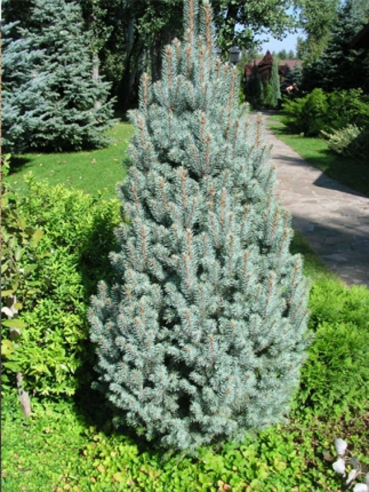 Iseli Fastigiate Spruce - Image 2