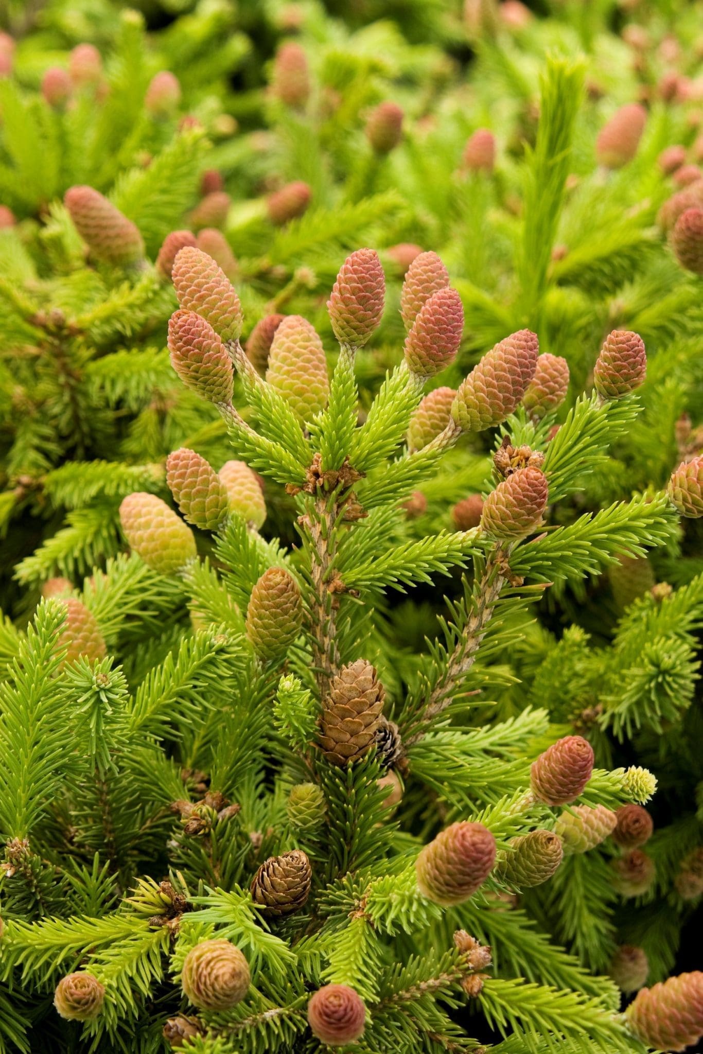 Pusch Dwarf Norway Spruce - Pahl's Market - Apple Valley, MN