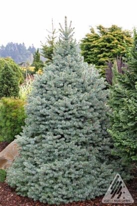 Sester Dwarf Spruce - Pahl's Market - Apple Valley, MN