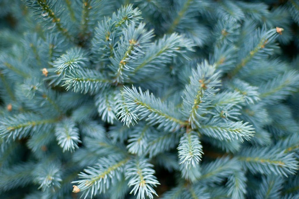 Sester Dwarf Spruce - Pahl's Market - Apple Valley, MN