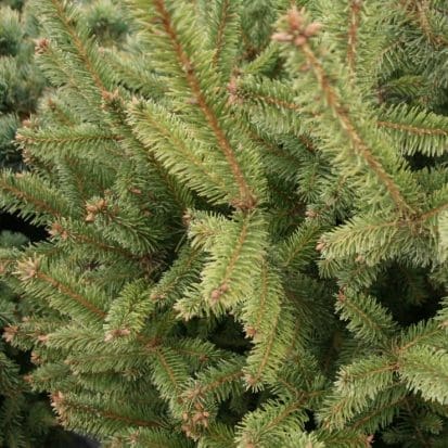 Sherwood Compact Norway Spruce - Pahl's Market - Apple Valley, MN