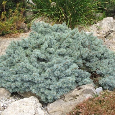 Blue Nest Spruce - Pahl's Market - Apple Valley, MN