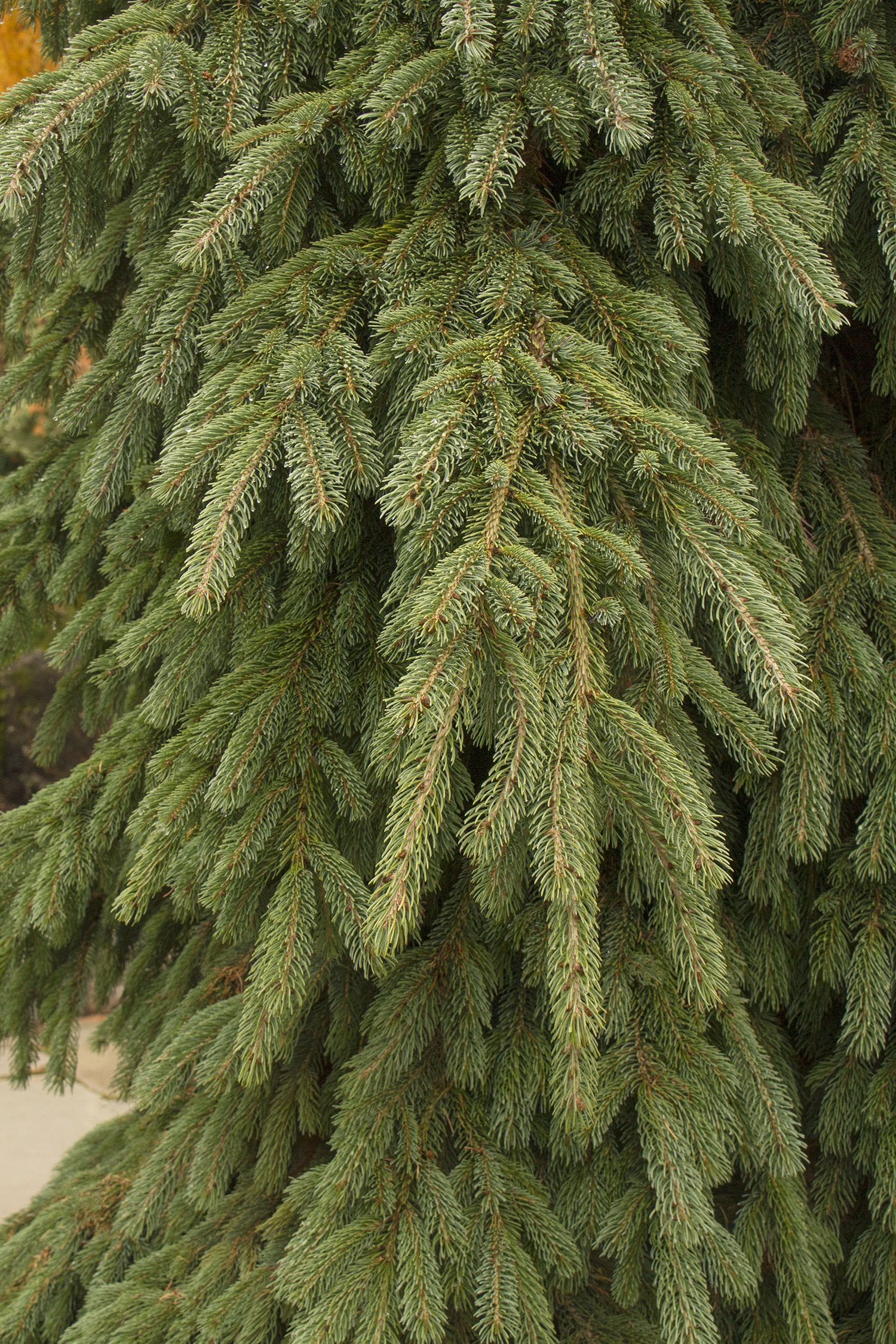 Weeping White Spruce - Pahl's Market - Apple Valley, MN