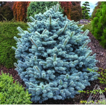 Pusch Dwarf Norway Spruce - Pahl's Market - Apple Valley, MN