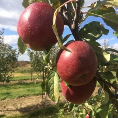 https://www.pahls.com/wp-content/uploads/2021/03/Fruit_Apple-Winecrisp-400x400.jpg