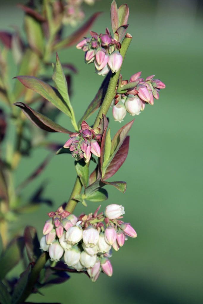 Patriot Early Season Blueberry - Pahl's Market - Apple Valley, MN