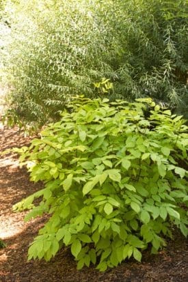 Gotemba Golden Japanese Spikenard - Pahl's Market - Apple Valley, MN