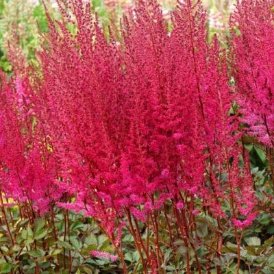 Razzle Dazzle Astilbe - Pahl's Market - Apple Valley, MN