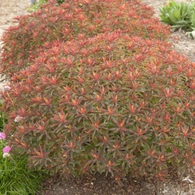 Bonfire Cushion Spurge - Pahl's Market - Apple Valley, MN