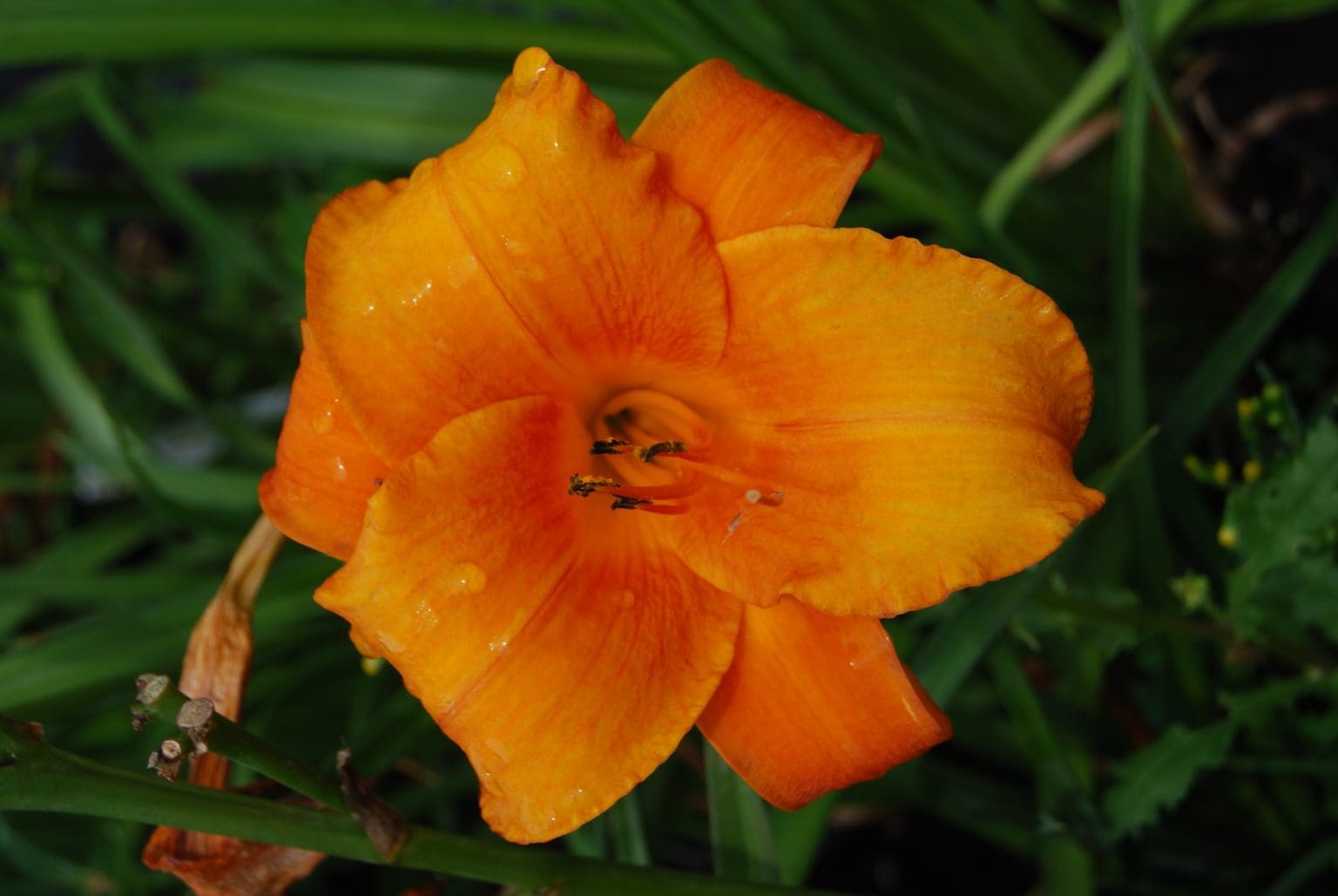 Mauna Loa Daylily - Pahl's Market - Apple Valley, MN