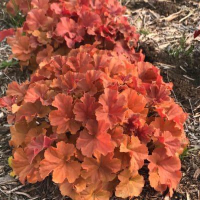 Northern Exposure Amber Coral Bells - Pahl's Market - Apple Valley, MN